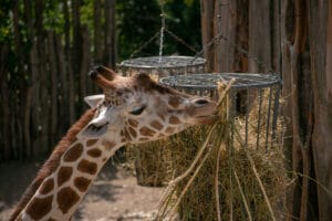 Giraffe im Zoo Osnabrück